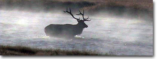Bull Elk in Fog -Yellowstone National Park