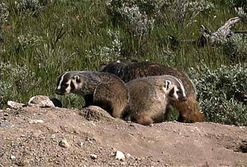 badger cubs