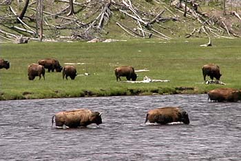 bison crossing madison