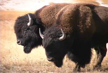 bison heads