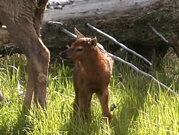 elk calf