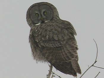 great gray owl