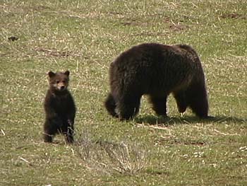 grizzly sow with cub