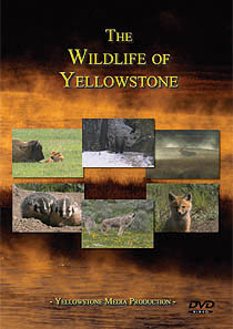 wildlife dvd