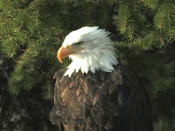 wlbald eagle