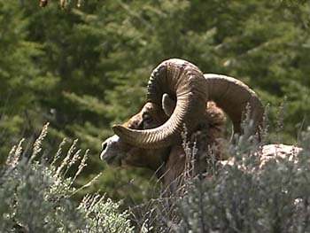 wlbighorn2