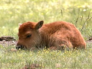 wlbison calf