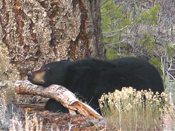 wlblack bear