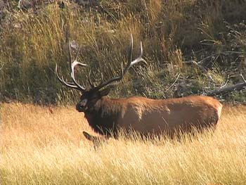 wlbull elk