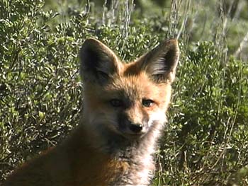 wildlife fox